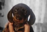 Mothers Day mini Dachshund puppys CKC