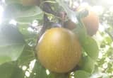 Tennesse friendly fruit trees/ bushes