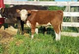Hereford bull calf