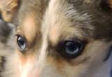 Blue Eyed Merle Pomchi Pups
