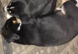 border collie pups fir sale