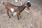 Nubian buck goat for sale