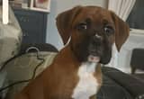 AKC registered boxer puppy