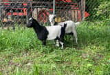 Fainting Goat Doelings