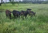 4 weaned Heifers