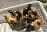 Ducks Chicks Gosling