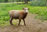 for Trade Shetland ram lamb
