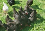 Black Austrolop Hens