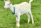 Dairy Goat yearling in milk