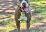 fixed pitbull looking for a great home