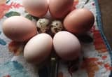 ISO Jubilee Orpington Fertile eggs