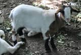 Saanen x Boer Mix Goats