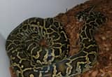 Female Burmese Python