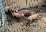 yorkshire/ hereford piglets