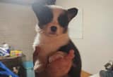 Corgi puppies only 2 lefts both females