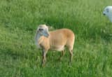 ewes-hair sheep