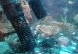 baby endler' s live-bearers fish