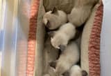 Siamese kittens: READY 6-1-2024