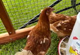 Red star pullets