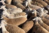 Merino lambs and adults for sale