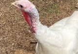 Two White Turkey Hens for Sale