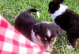 Gentle Female Collie Puppy