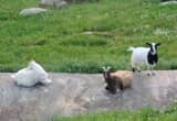 Fainting Goats. Comet, Eclipse and Spacy