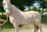 Lovely Tennessee Walker Mare