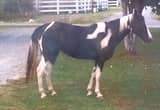 Tennessee walking horse mare