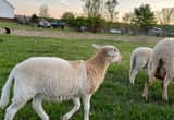 lamb Rams 1 ewe