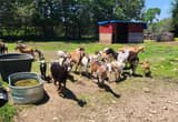 Too many goats!