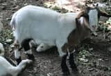 Sannen x Boer Mix Goats