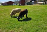 2 sheep (1 ram white 1 black ewe)