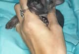 Ckc Mexican Hairless Chihuahua Male Pup3
