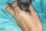 Ckc Mexican Hairless Chihuahua Male Pup1
