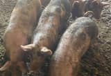 Meat feeder pigs