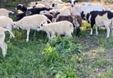 young ram and ewe lambs
