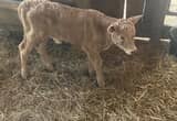 baby calf