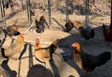 Multiple laying hens -freerange chickens