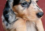 Miniature Dachshund puppy silver dapple