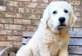 Livestock Guardian Puppies Available