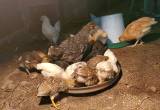 barn yard mix chicks & ducks