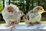 Turkey Poults / Chicks 🦃🦃🦃🦃