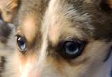 Blue Eyed Merle Pomchi Pups