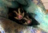 Sugar Glider Couple with Large Cage