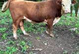 Registered Hereford Bull