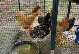 laying hens