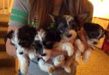Gorgeous registered yorkie pups