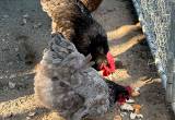 Orpington chicks