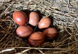 Turkey and chicken hatching eggs